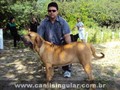 Fila Brasileiro Eventos Canil Singular